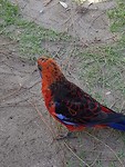 IMG-20200204-WA0006