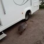 De Wombat