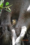 Opossum