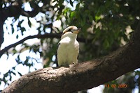 Kookaburra