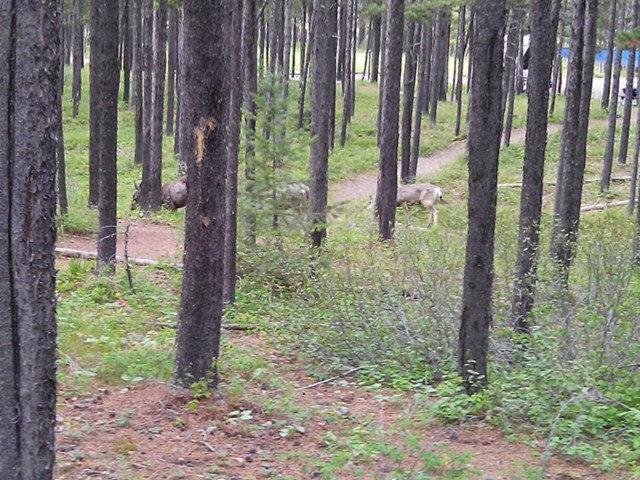 Crandell Campground