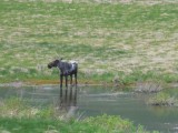Moose