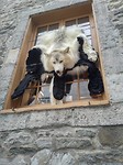 Wolven