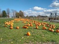 Haloween pompoenen