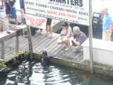 Zeehond in de haven in Granville.