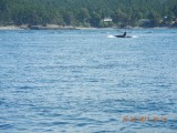 Orka!