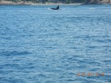 Orka!