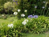 Bloemen die wij overal aan de kant van de weg zien. Door ons gebombardeerd tot NZ paardebloem!