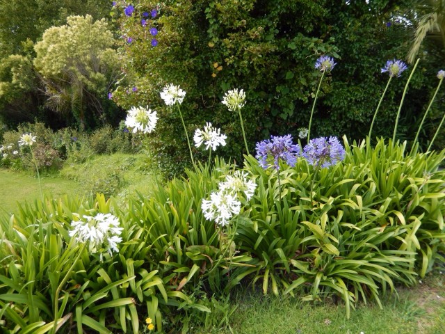 Bloemen die wij overal aan de kant van de weg zien. Door ons gebombardeerd tot NZ paardebloem!