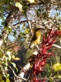 Birdie