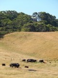 Rechts van de Great Ocean Road