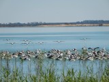 Pelicanen in Lake Burrumbeet