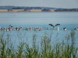 Pelicanen in Lake Burrumbeet
