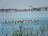 Pelicanen in Lake Burrumbeet