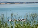 Pelikanen in Lake Burrumbeet
