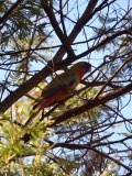 Parrot
