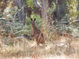 Kangaroes in het wild