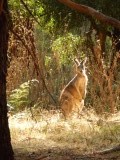 Kangaroes in het wild