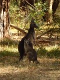 Kangaroes in het wild