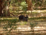 Kangaroes in het wild (moeder met jong)