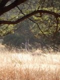 Kangaroe in het wild op het landgoed van Wendy en Neill