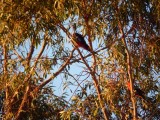 Parrot