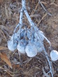 Eucalyptus