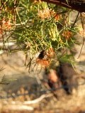 Mistletoe vlinder