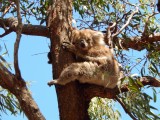 Niet alle Koala's zijn even knap ;-)