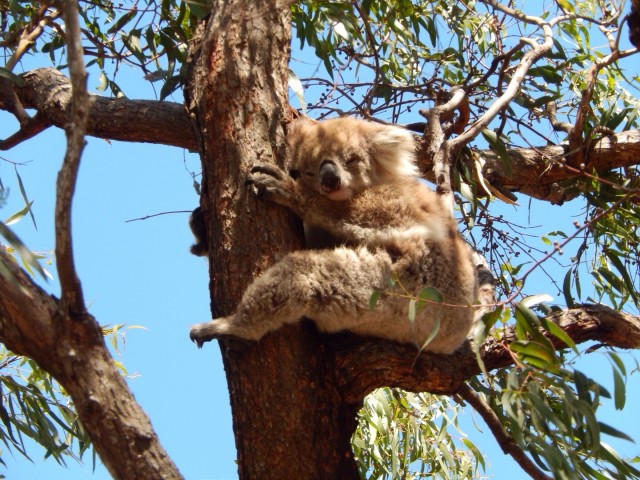 Niet alle Koala's zijn even knap ;-)
