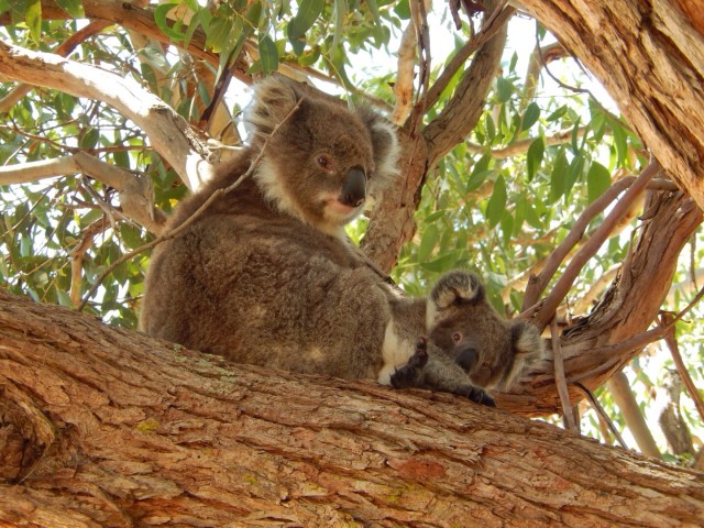 We've met Joey.....
