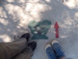 Wij willen Koala's zien