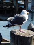 Nog meer marine life