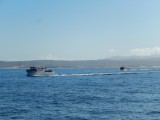 Walvis spotten