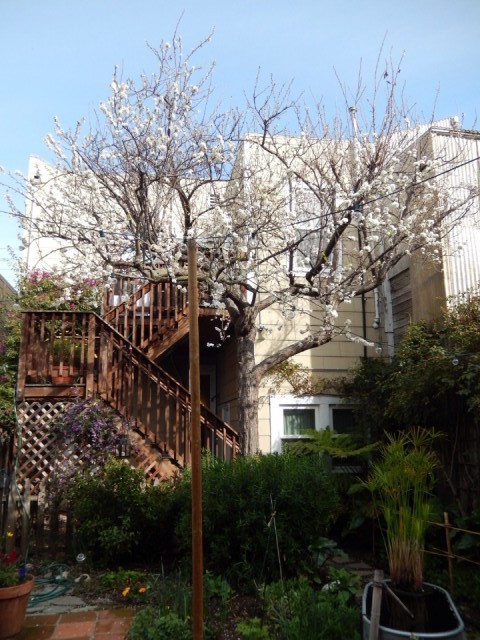 Onze tuin