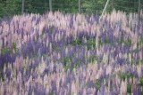 Lupines