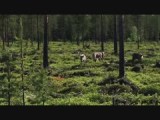 Een hele kudde rendieren in het wild.