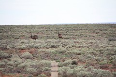Emu's