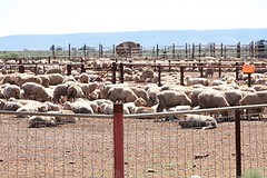 Schapen Farm onderweg