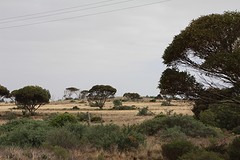 Onderweg naar Ceduna