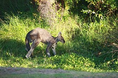 skippy op de camping