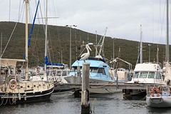 Albany haven