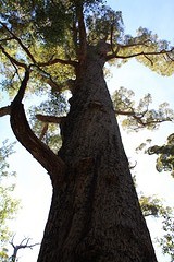 Tingle Trees / Karri bomen die wel 70 meter hoog kunnen worden