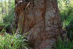 De onderkant van Tingle Tree / Karri boom