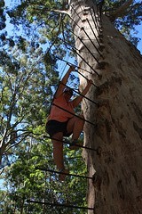 Beklimming van de Glouchester Tree.