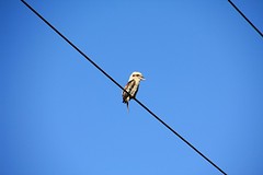 Kookaburra