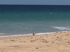 Vreemde vogel op het strand van Bunbury