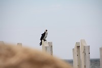 Weer zo'n vreemde vogel