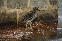 Toen we terugliepen naar de camping stond deze vogel in de regen.