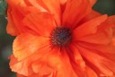 IMG_5654 Resized